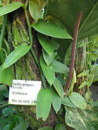 Image of West Indian vanilla