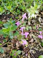 Image of Red hemp nettle