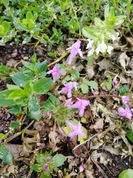 Image of Red hemp nettle