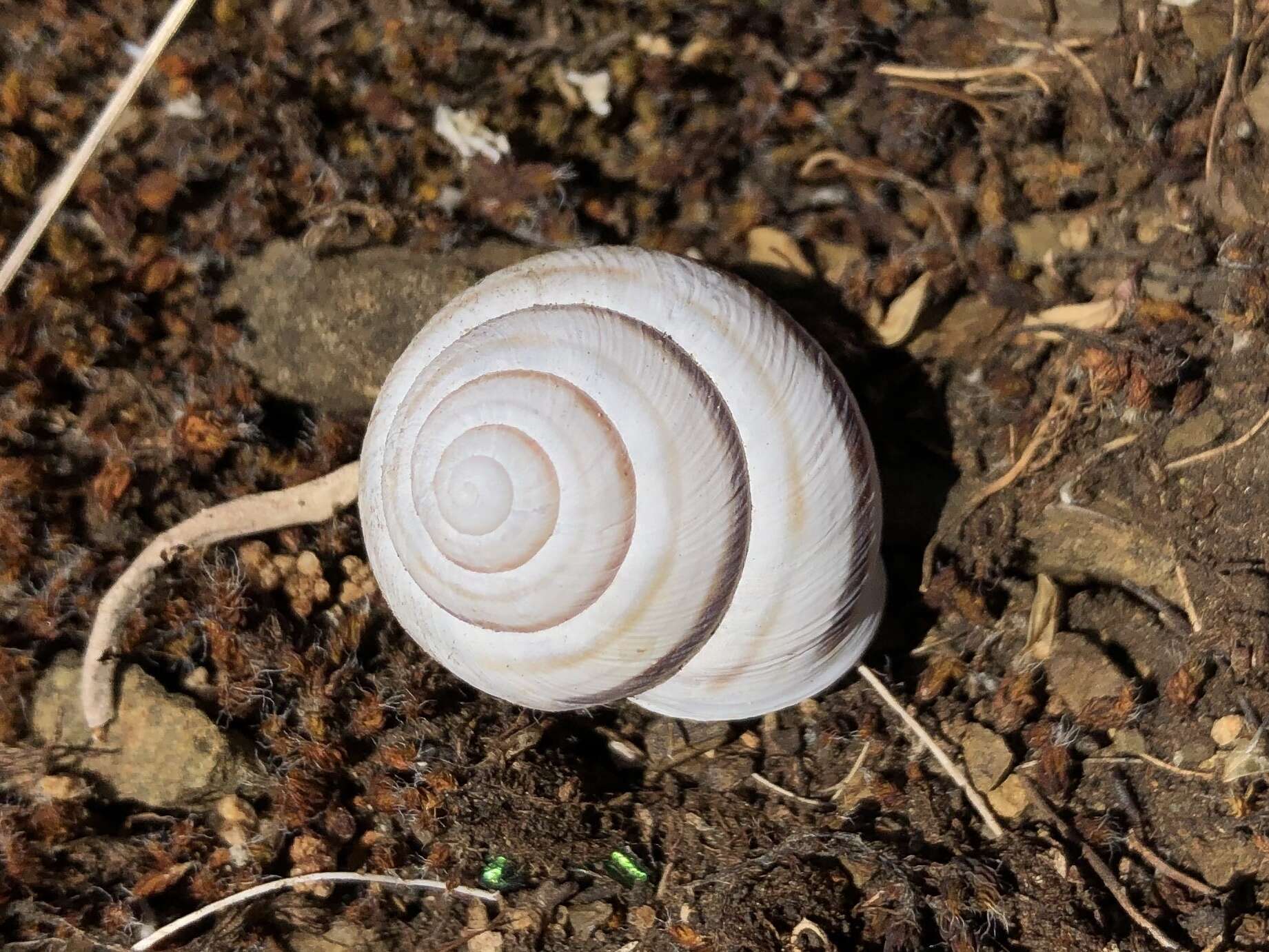 Image of Caucasotachea vindobonensis (C. Pfeiffer 1828)