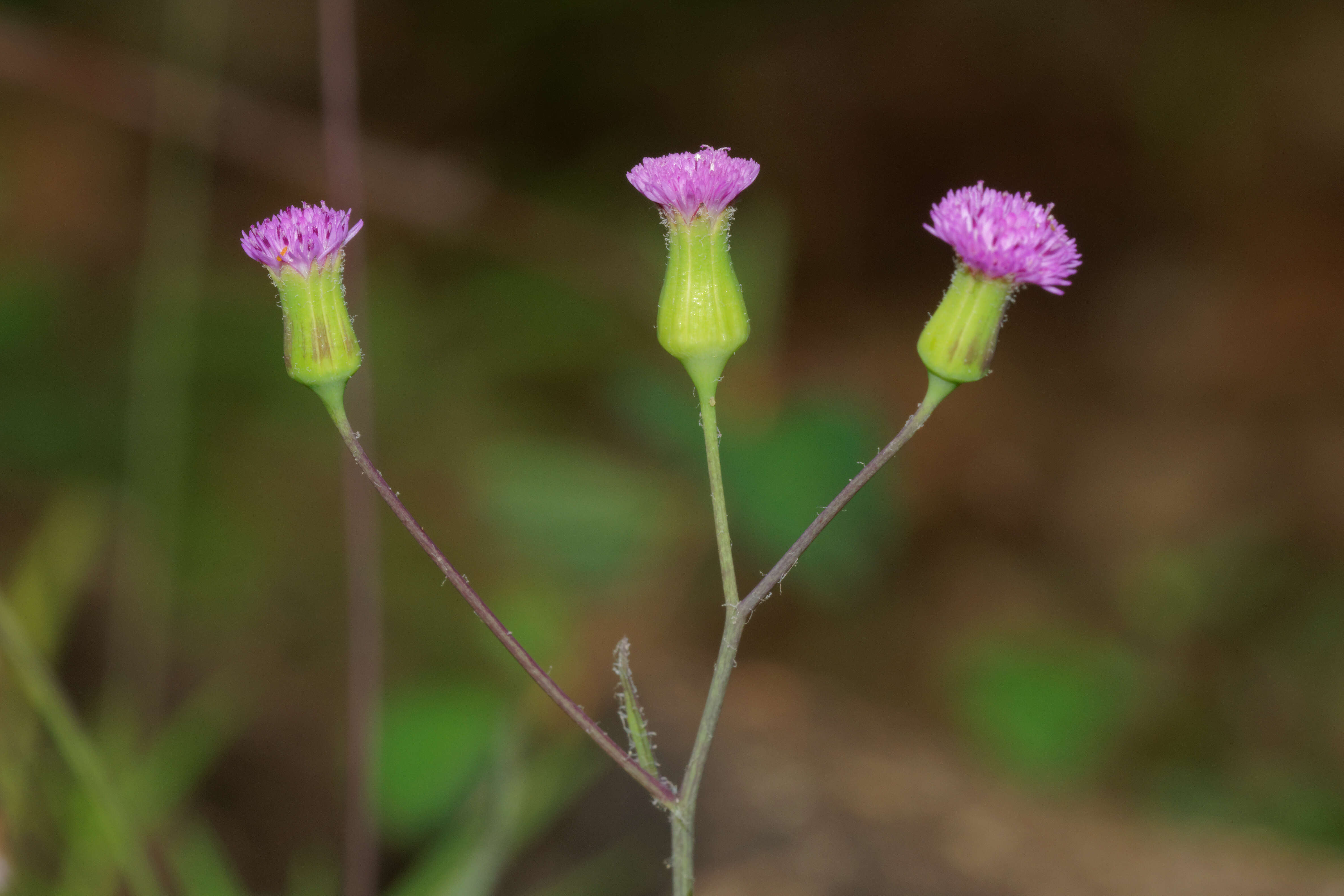 Image of lilac tasselflower