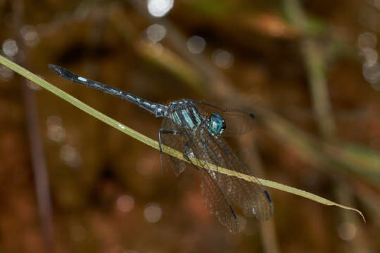 Image of Hylaeothemis apicalis