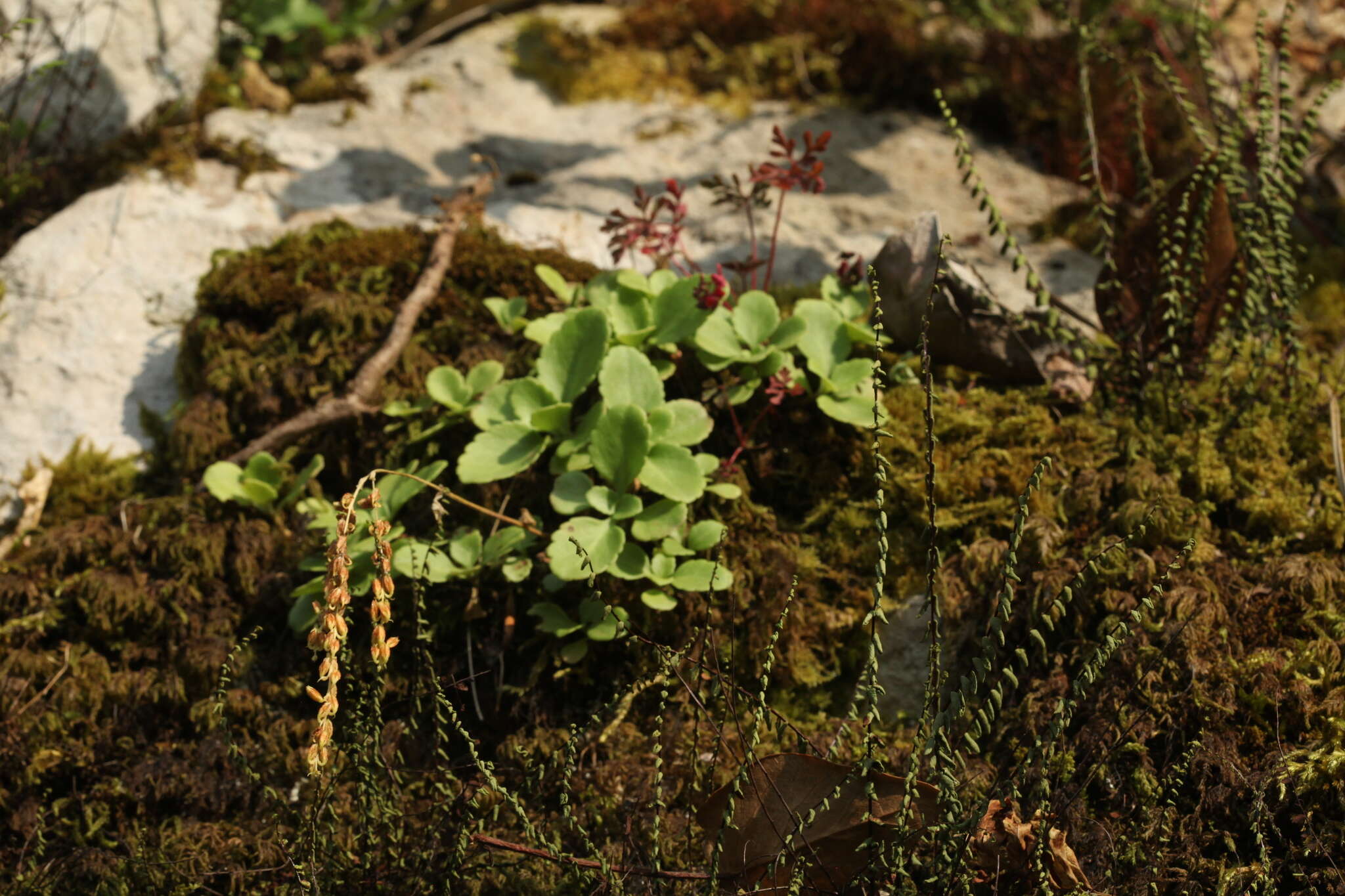 Image of Umbilicus oppositifolius (Ledeb.) Ledeb.