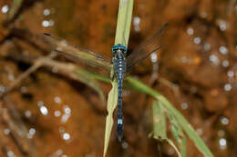 Image of Hylaeothemis apicalis