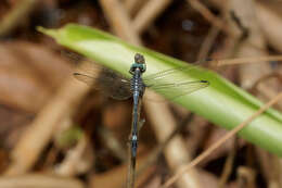 Image of Hylaeothemis apicalis