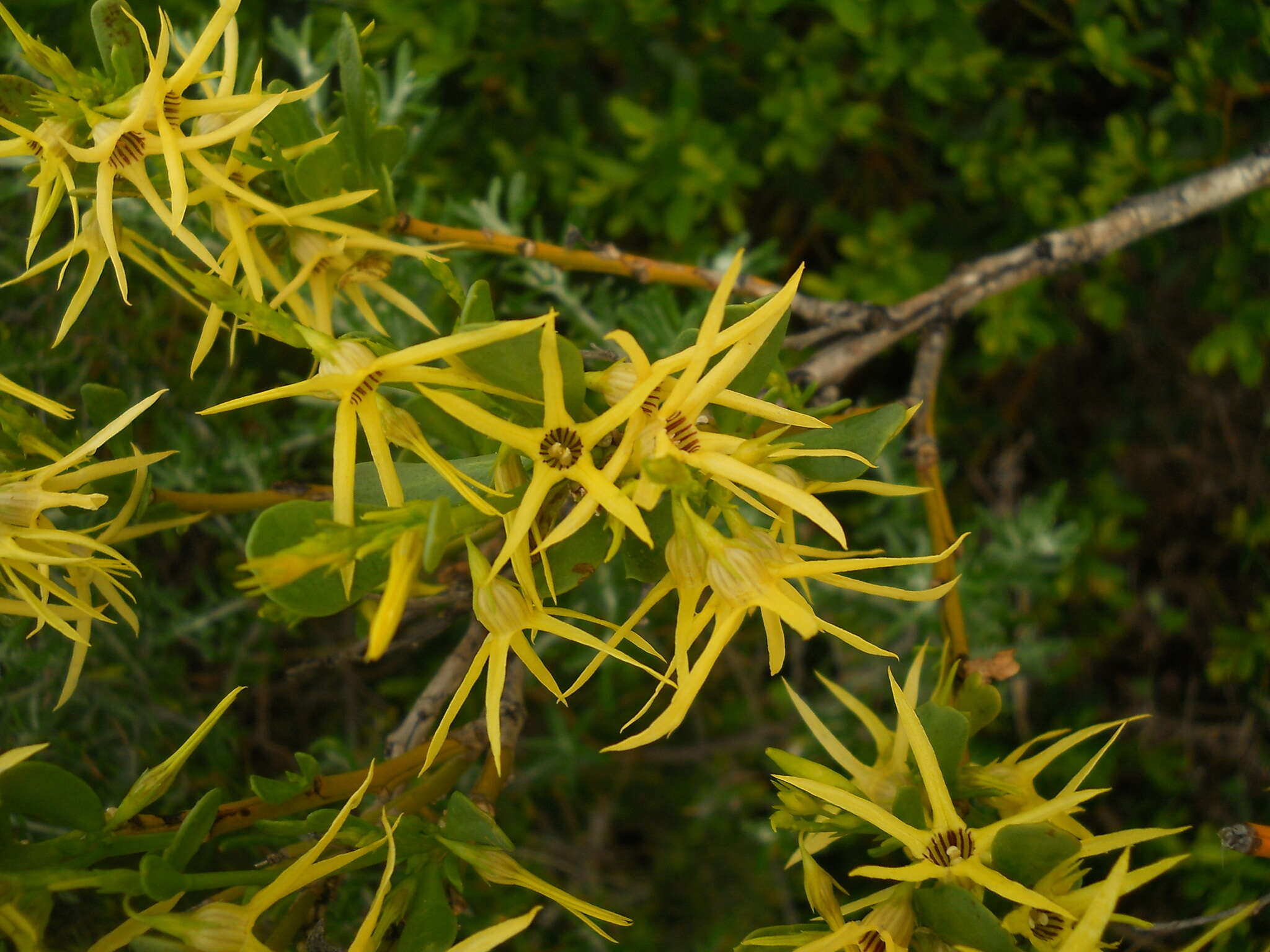 Image of Anthocercis littorea Labill.