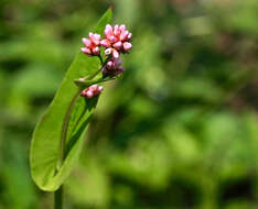 Persicaria sagittata (L.) H. Gross resmi