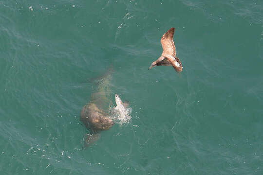 Image of Finless Porpoise