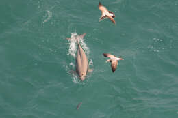 Image of Finless Porpoise