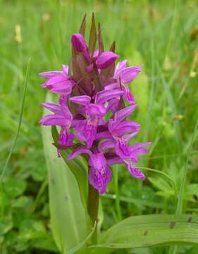 Image of Western Marsh-orchid