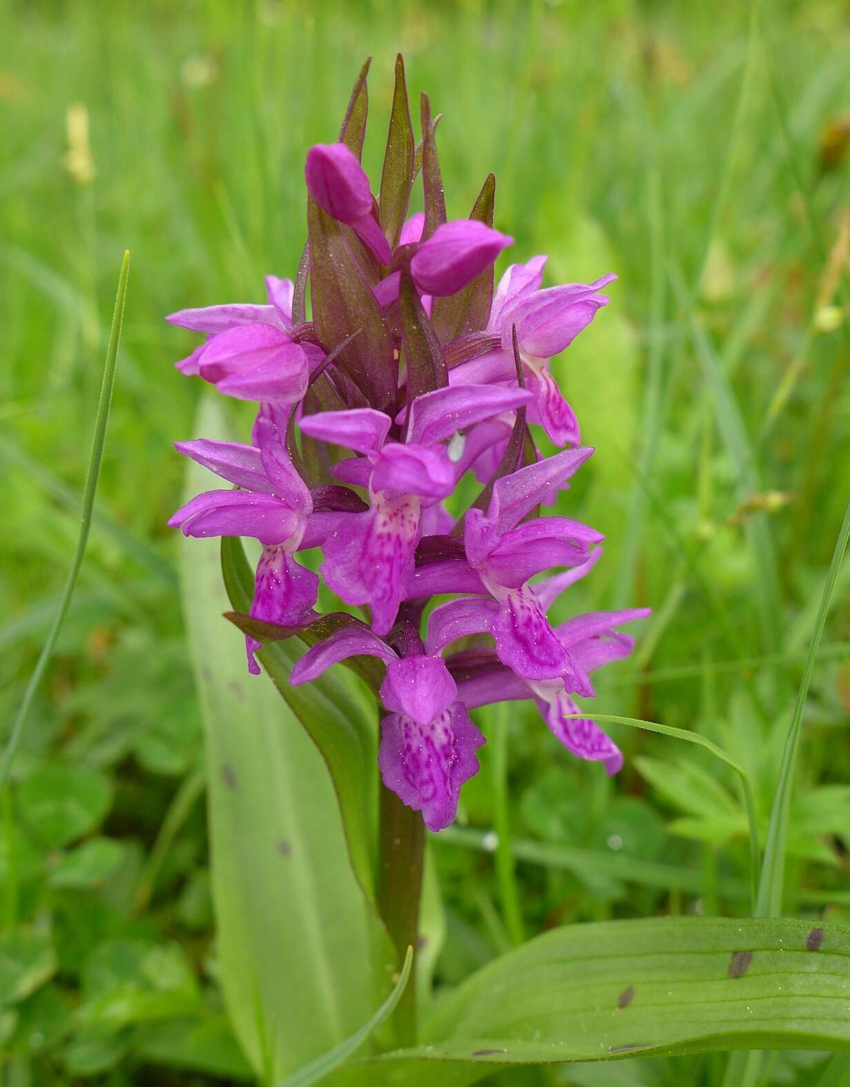 Image of Western Marsh-orchid