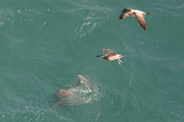 Image of Finless Porpoise