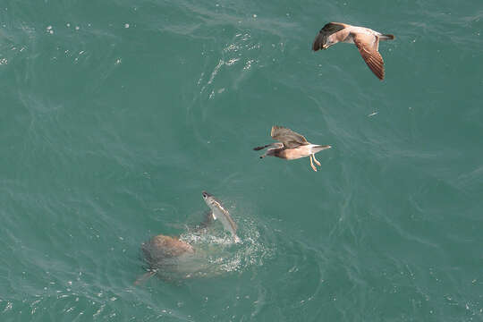 Image of Finless Porpoise