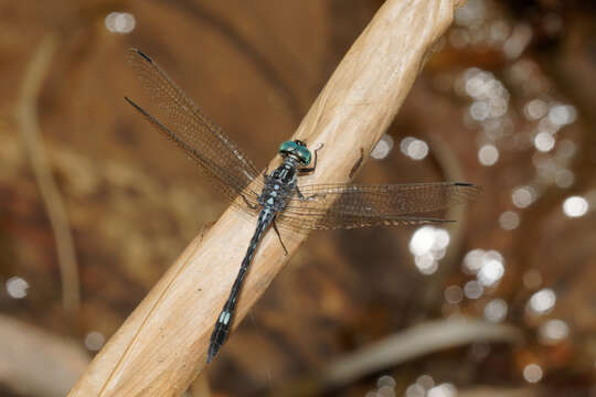 Hylaeothemis apicalis resmi