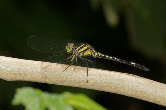 Image of Hylaeothemis apicalis