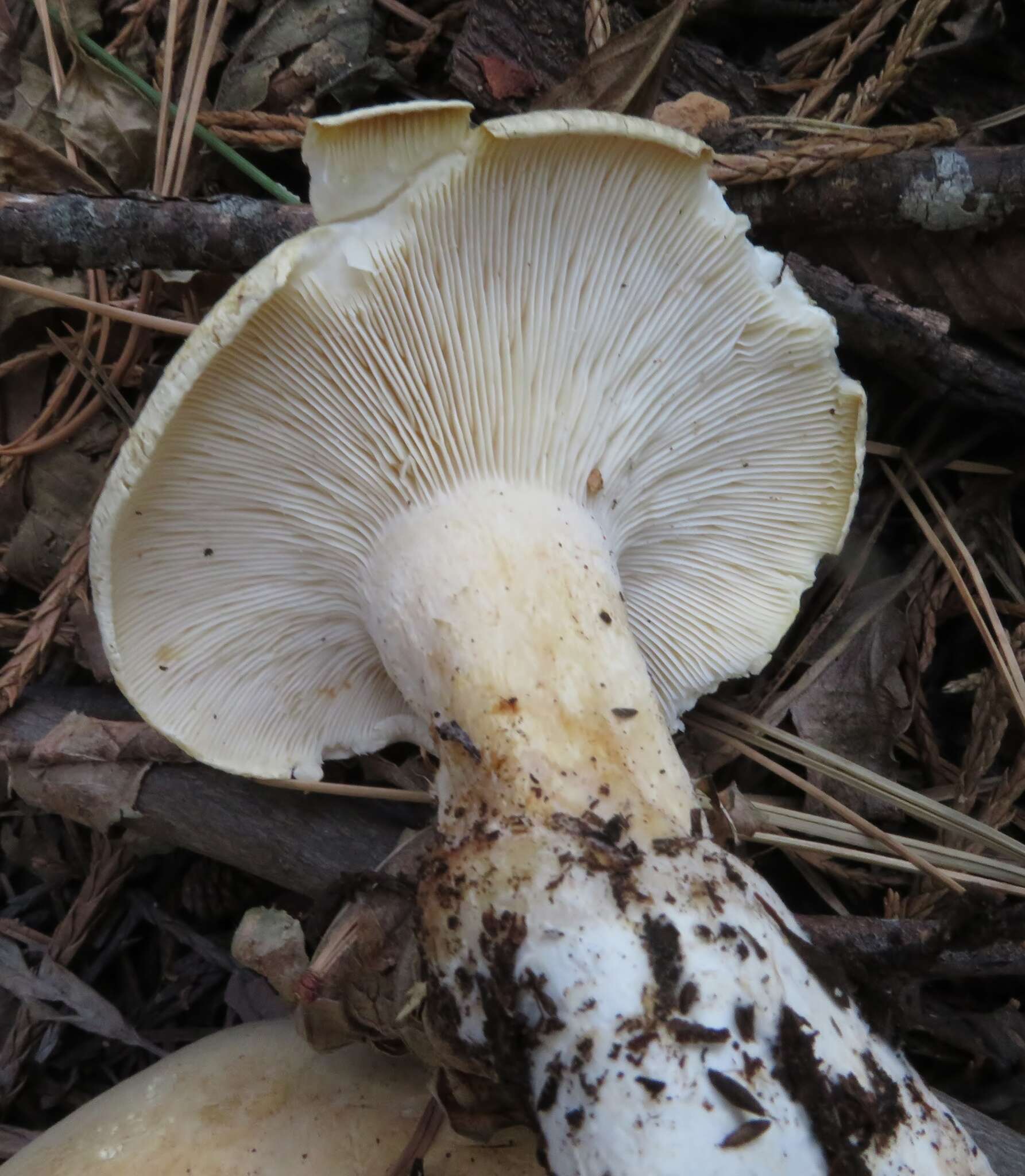 Image of Leucopaxillus albissimus (Peck) Singer 1939