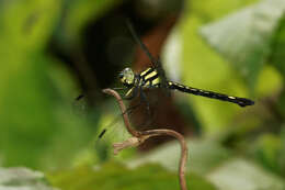 Image of Hylaeothemis apicalis