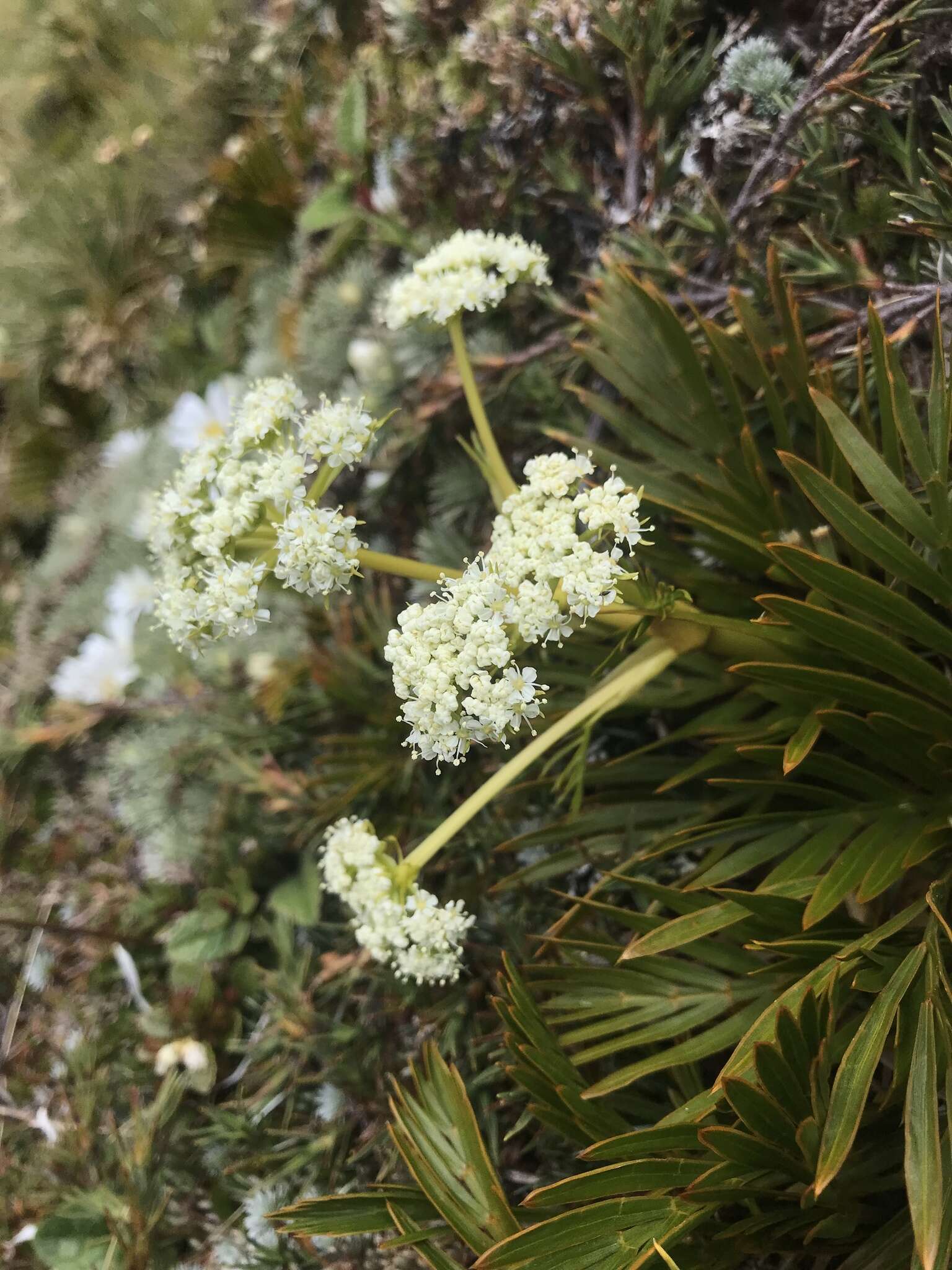 Image of Aciphylla similis Cheeseman