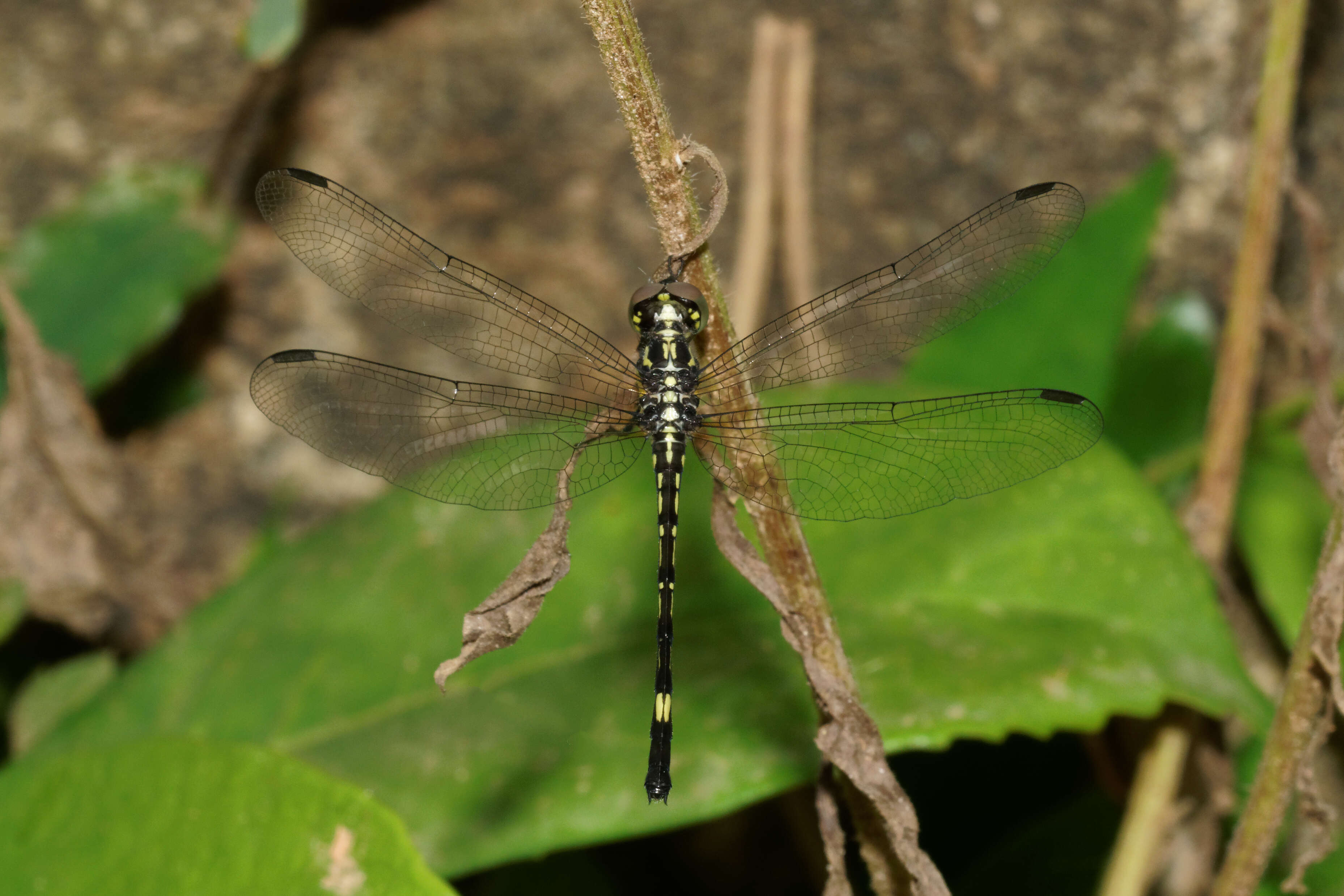 Image of Hylaeothemis apicalis