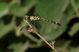 Image of Hylaeothemis apicalis