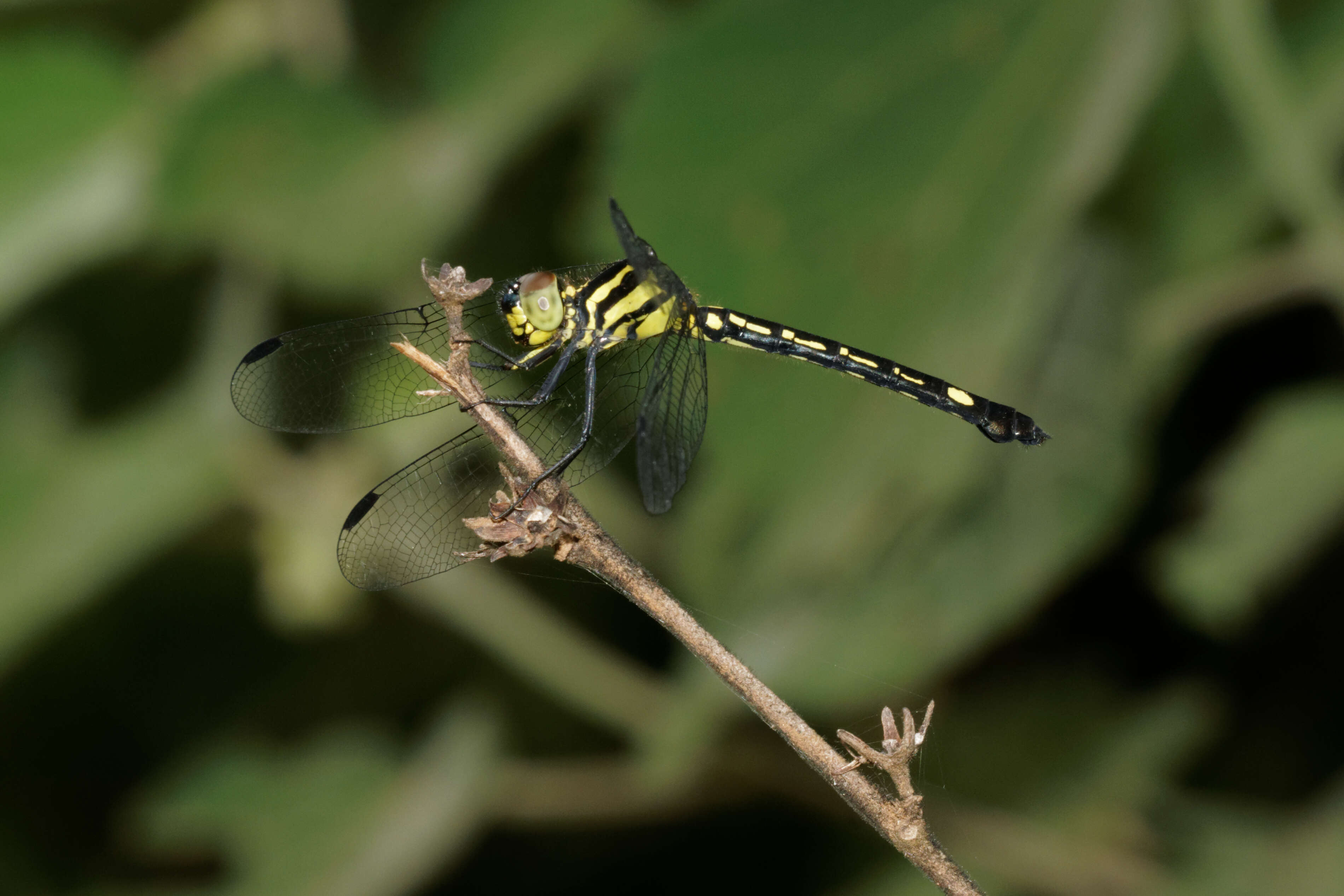 Image of Hylaeothemis apicalis