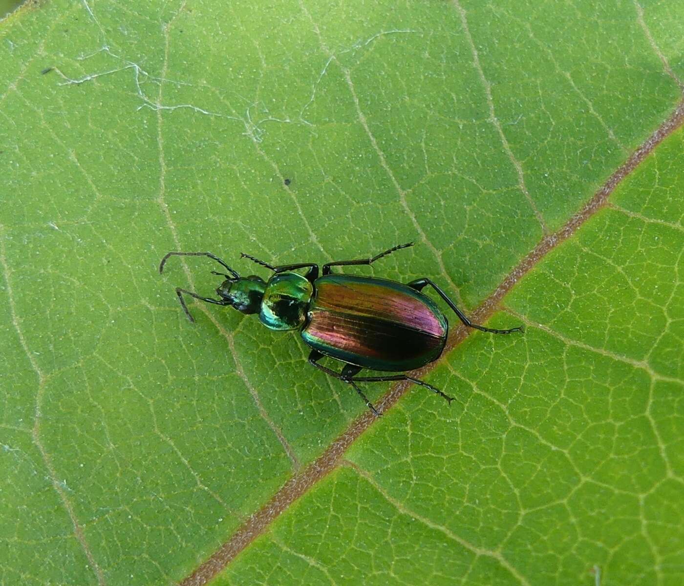 Image of Agonum (Olisares) cupripenne (Say 1823)