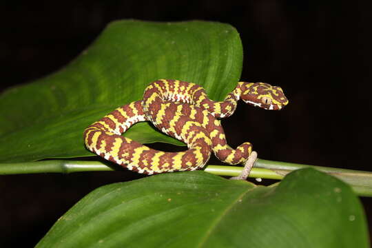 Trimeresurus flavomaculatus (Gray 1842) resmi