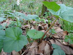 Image of great Indian plantain