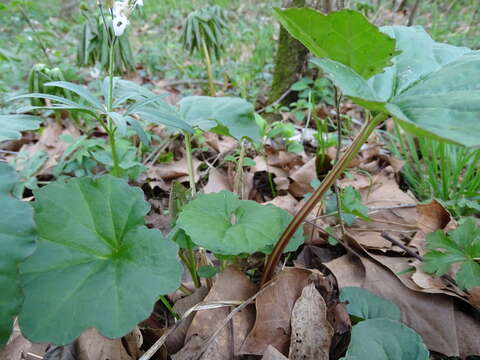 Image of great Indian plantain