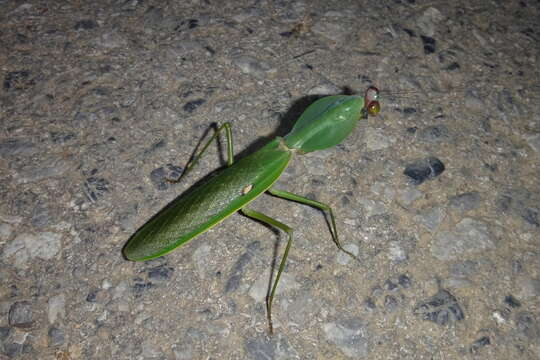 Image of Giant Malaysian Shield Mantis