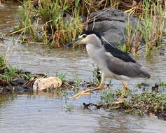 Image of Nycticorax nycticorax nycticorax (Linnaeus 1758)