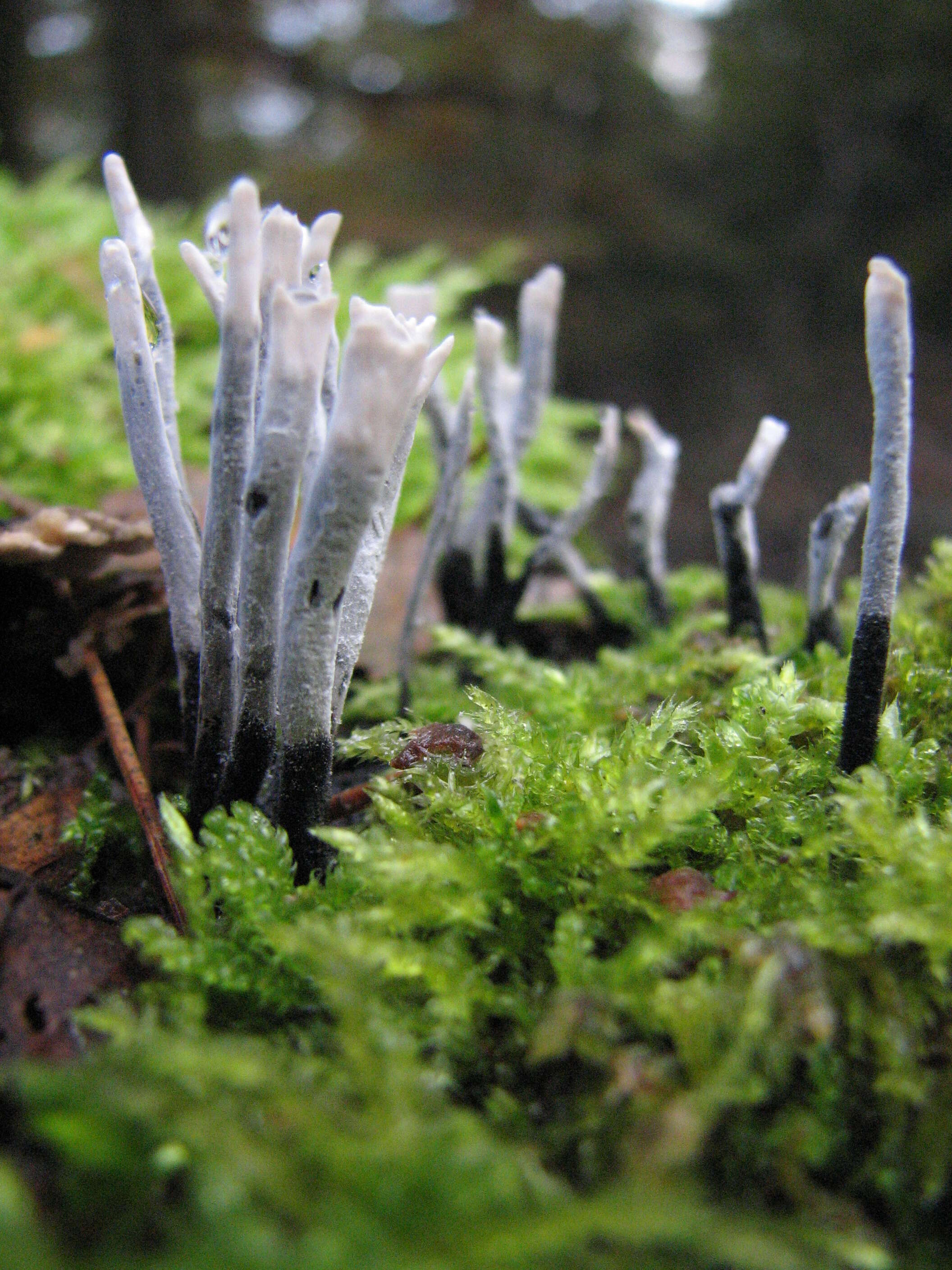 Image of Candle-snuff Fungus
