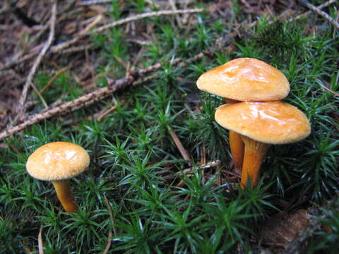 Imagem de Hygrophoropsis aurantiaca (Wulfen) Maire 1921