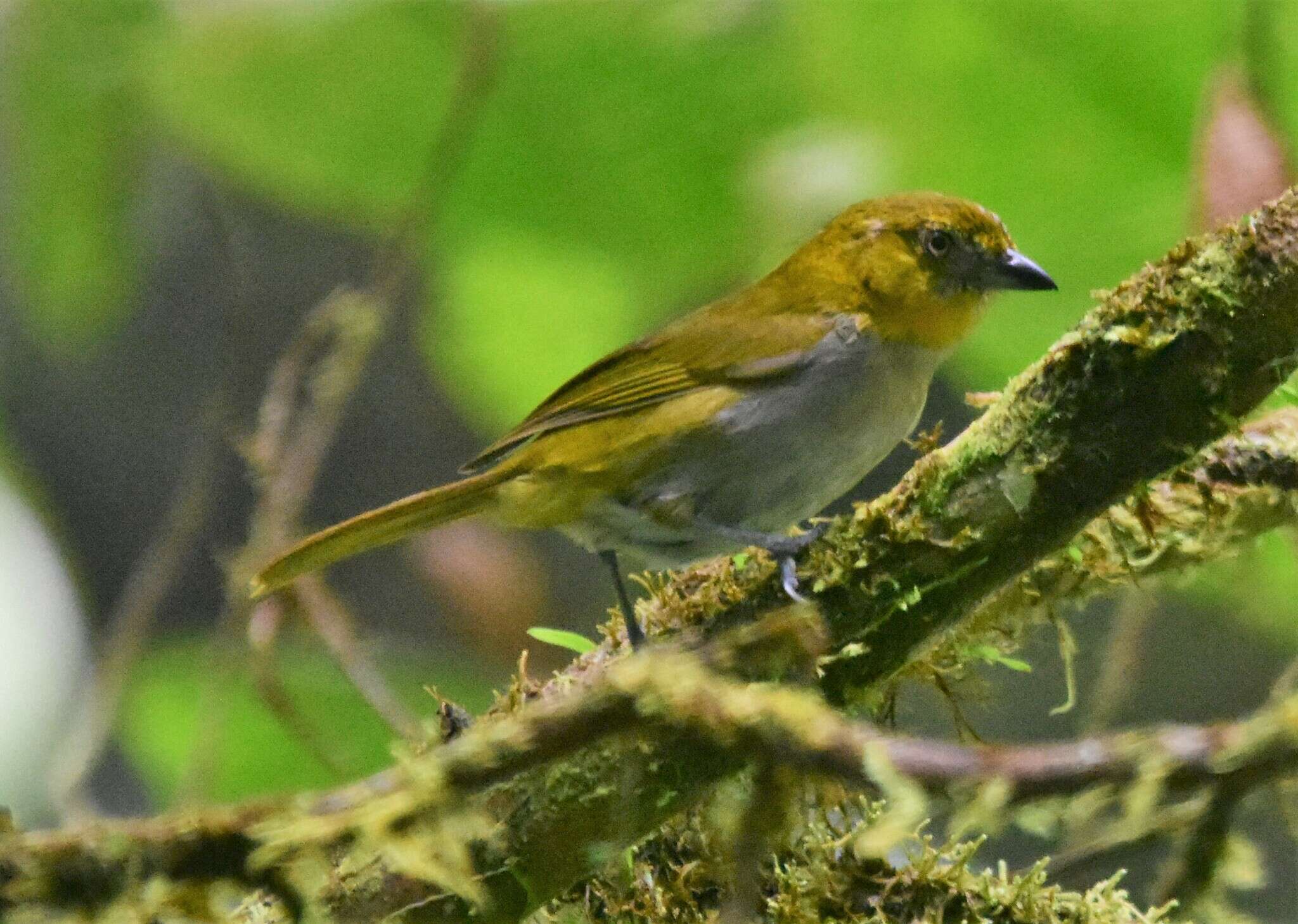 Image of Yellow-throated Bush Tanager