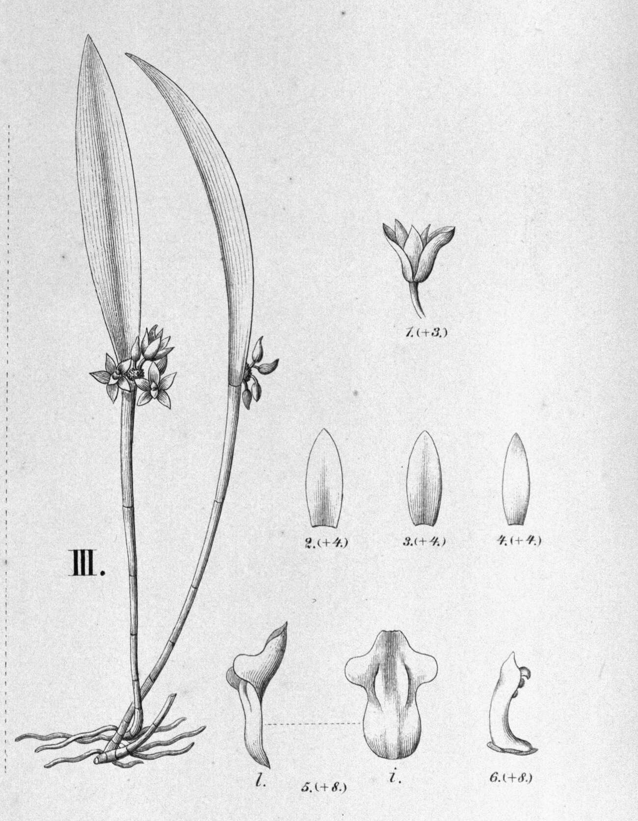 Image of Octomeria concolor Barb. Rodr.