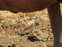 Image of Eurasian Stone-curlew