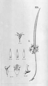 Image of Octomeria truncicola Barb. Rodr.