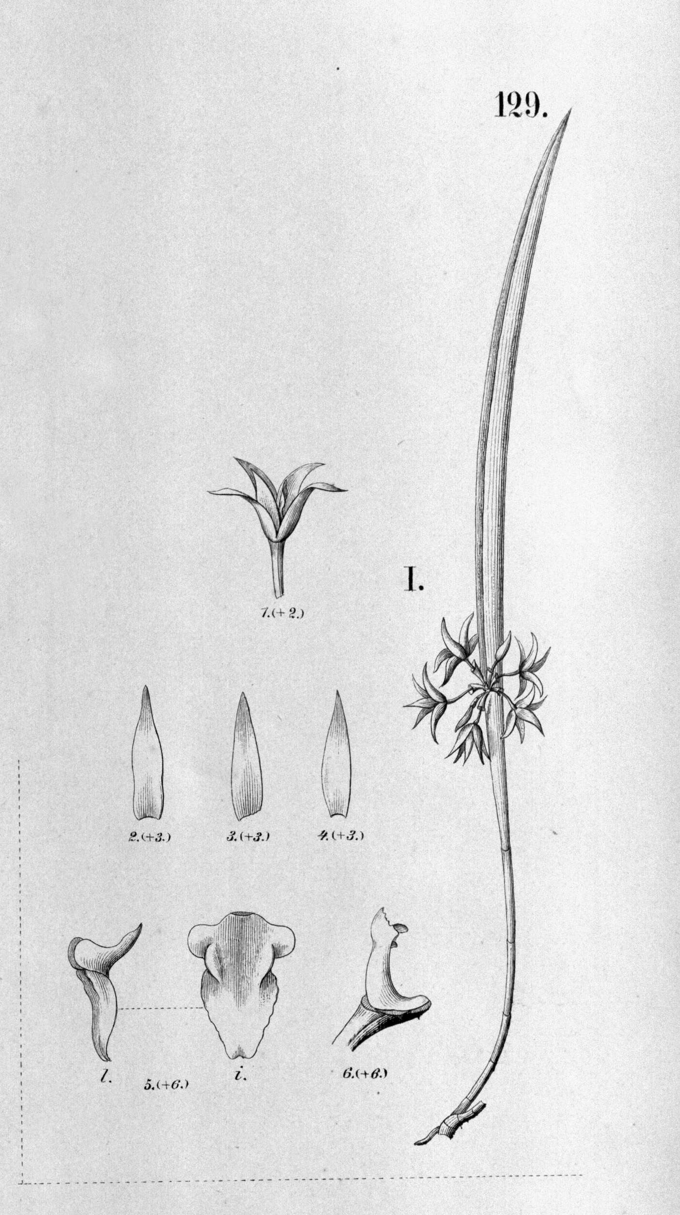 Image of Octomeria truncicola Barb. Rodr.