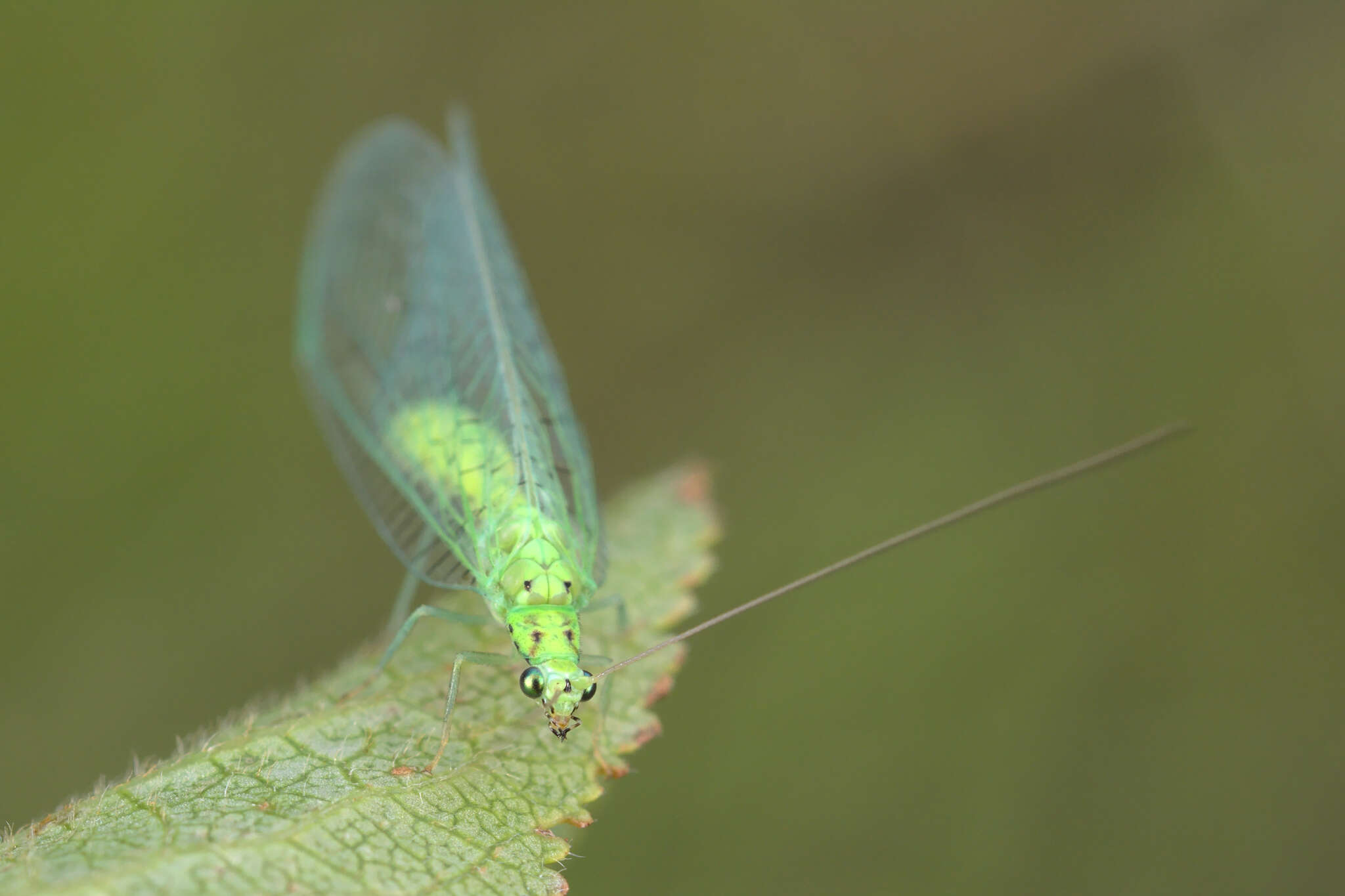 Image of Pseudomallada ventralis (Curtis 1834)