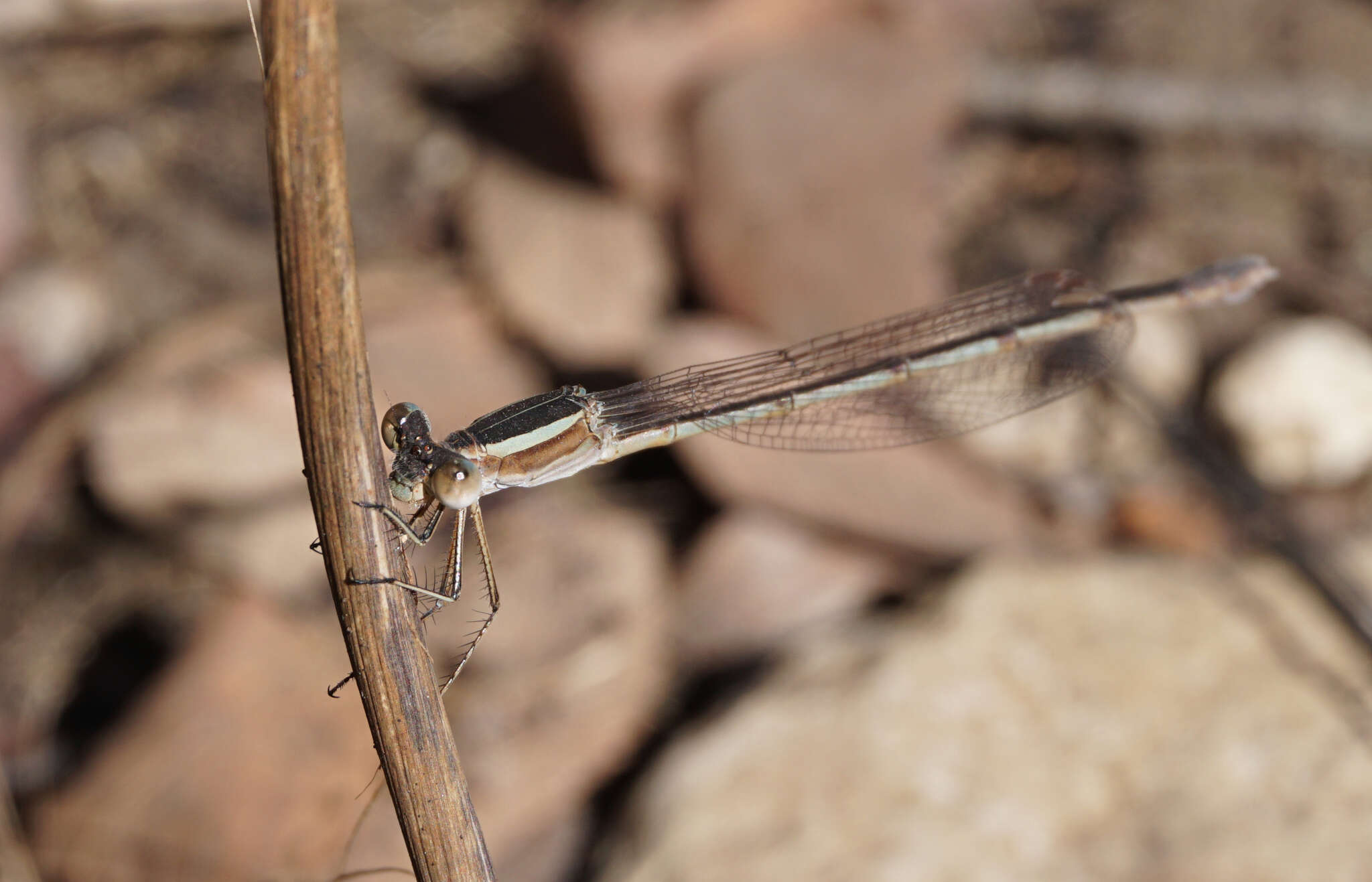 Image of Plateau Spreadwing