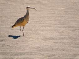 Image of Long-billed Curlew