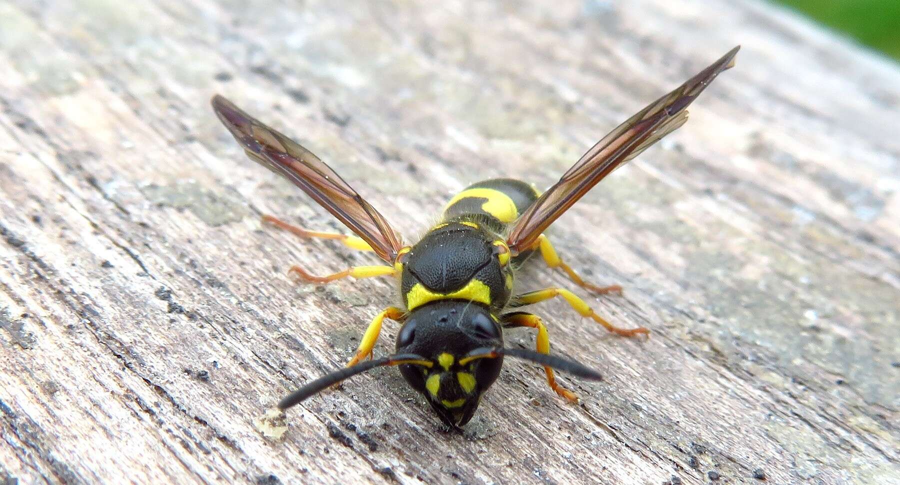 Image of Ancistrocerus nigricornis (Curtis 1826)