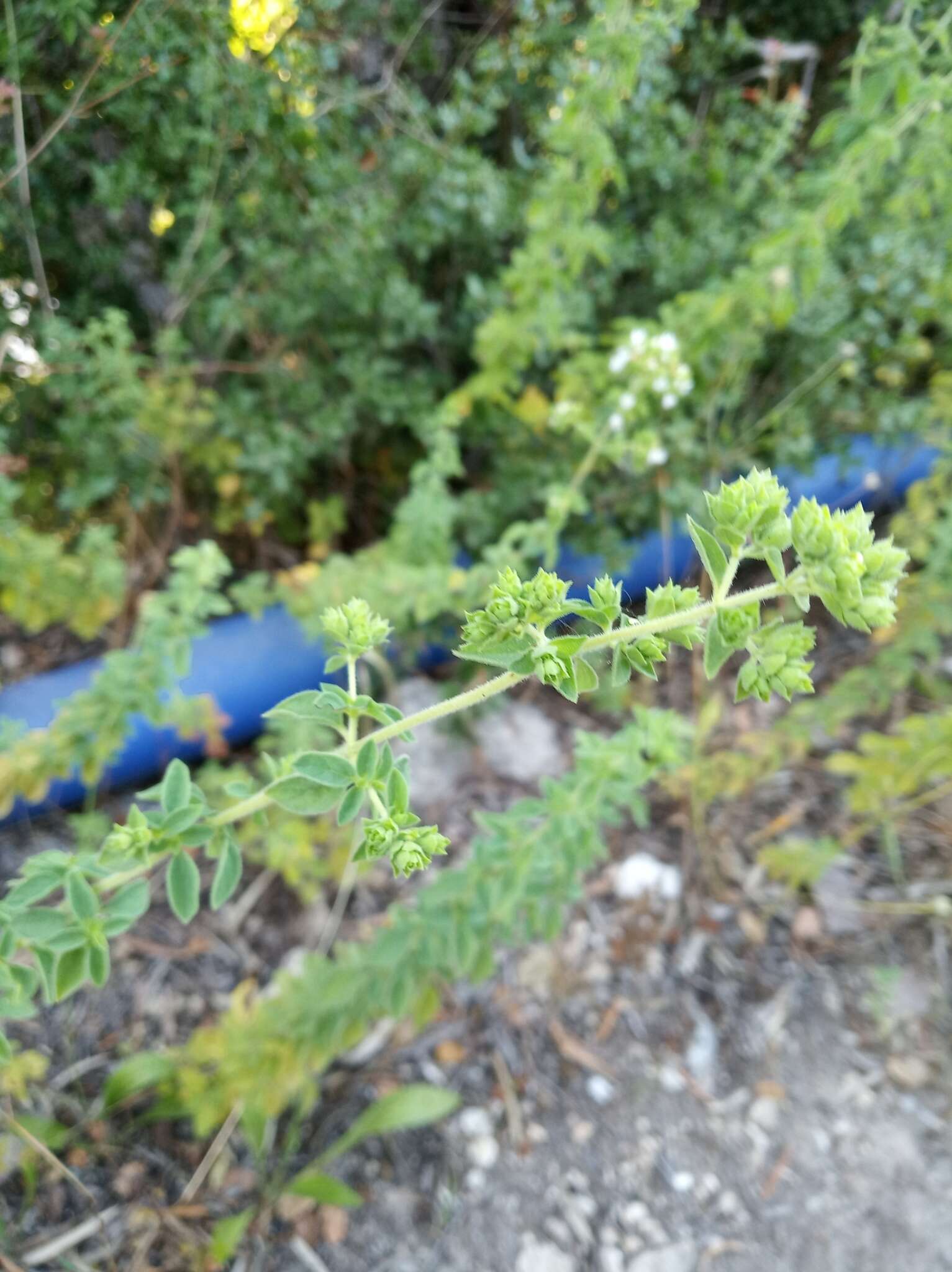 Image of Origanum vulgare subsp. virens (Hoffmanns. & Link) Ietsw.