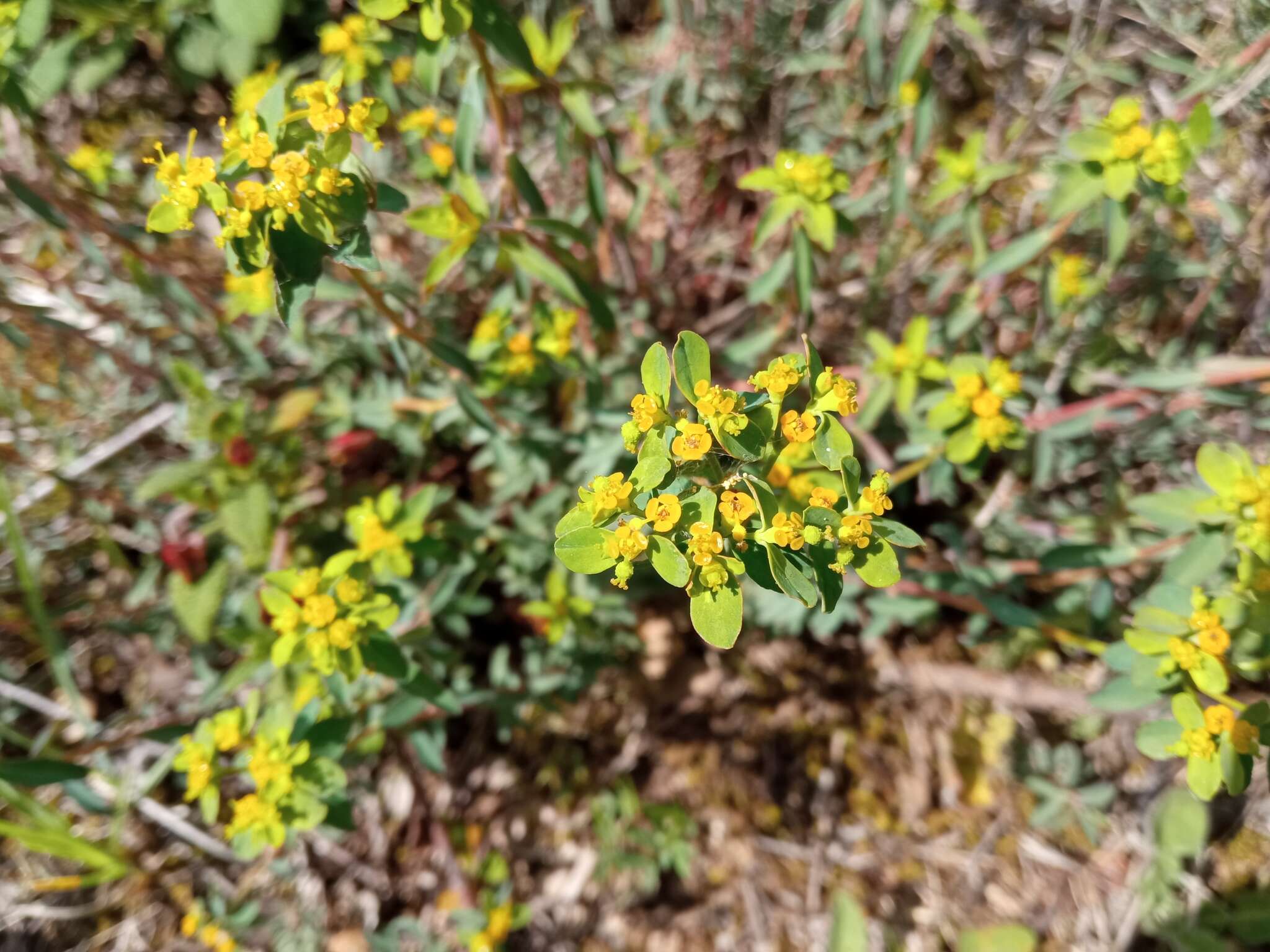 Image of Euphorbia flavicoma DC.