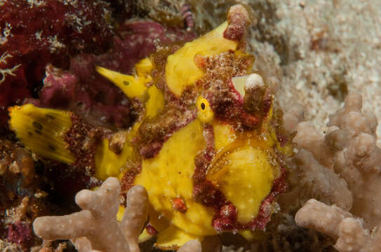 Image of Wartskin anglerfish