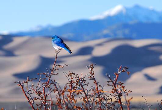 Image of Mountain Bluebird