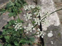 Imagem de Pimpinella saxifraga L.