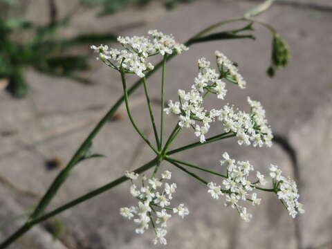 Image of burnet saxifrage