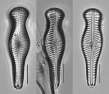 Gomphonema truncatum resmi