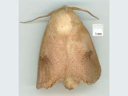 Image of Comana monomorpha Turner 1904